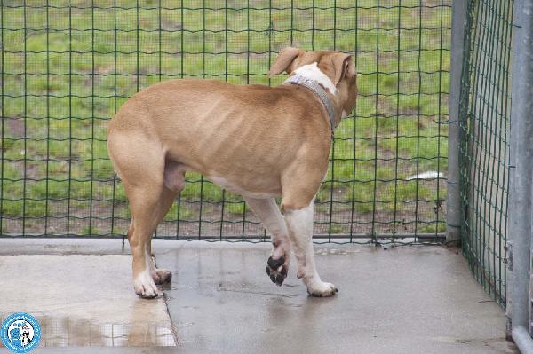 Tuono: un gentilcane in abito da bullo Foto 6
